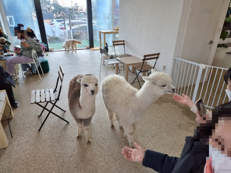  [카페 옴뇸뇸] 알파카 카페