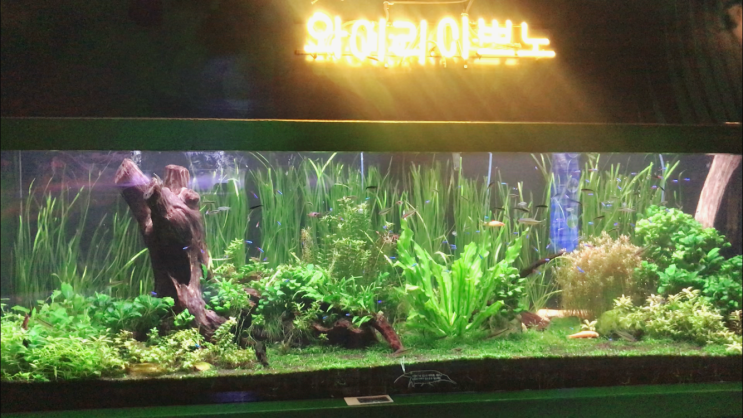 해운대 가볼곳 씨라이프 부산 아쿠아리움ㅣSEALIFE Busan Haundae Aquarium