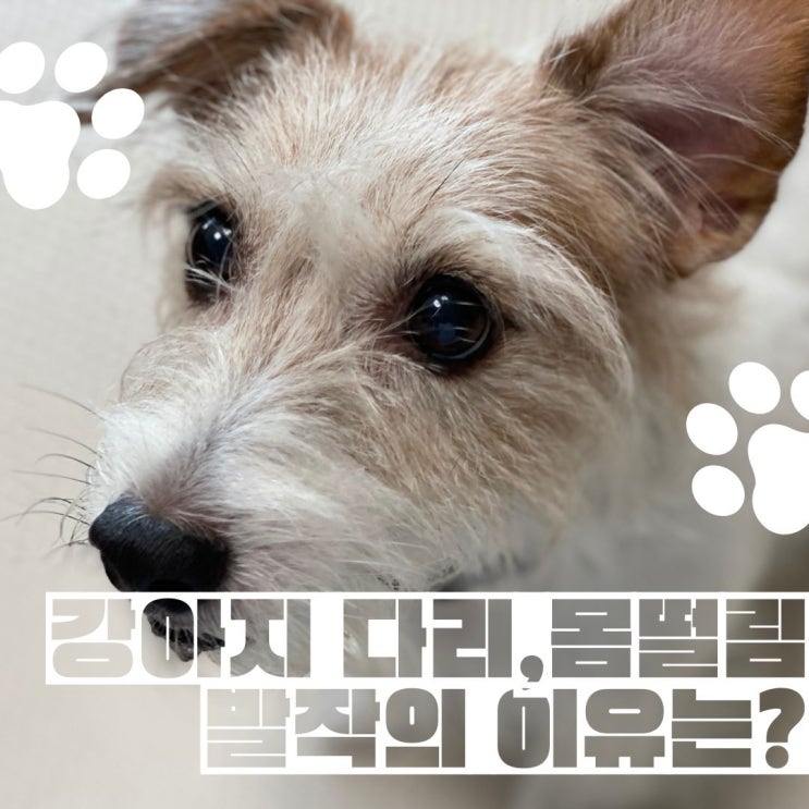  강아지 다리와 몸떨림 그리고 발작과 경련은 왜 일어날까?