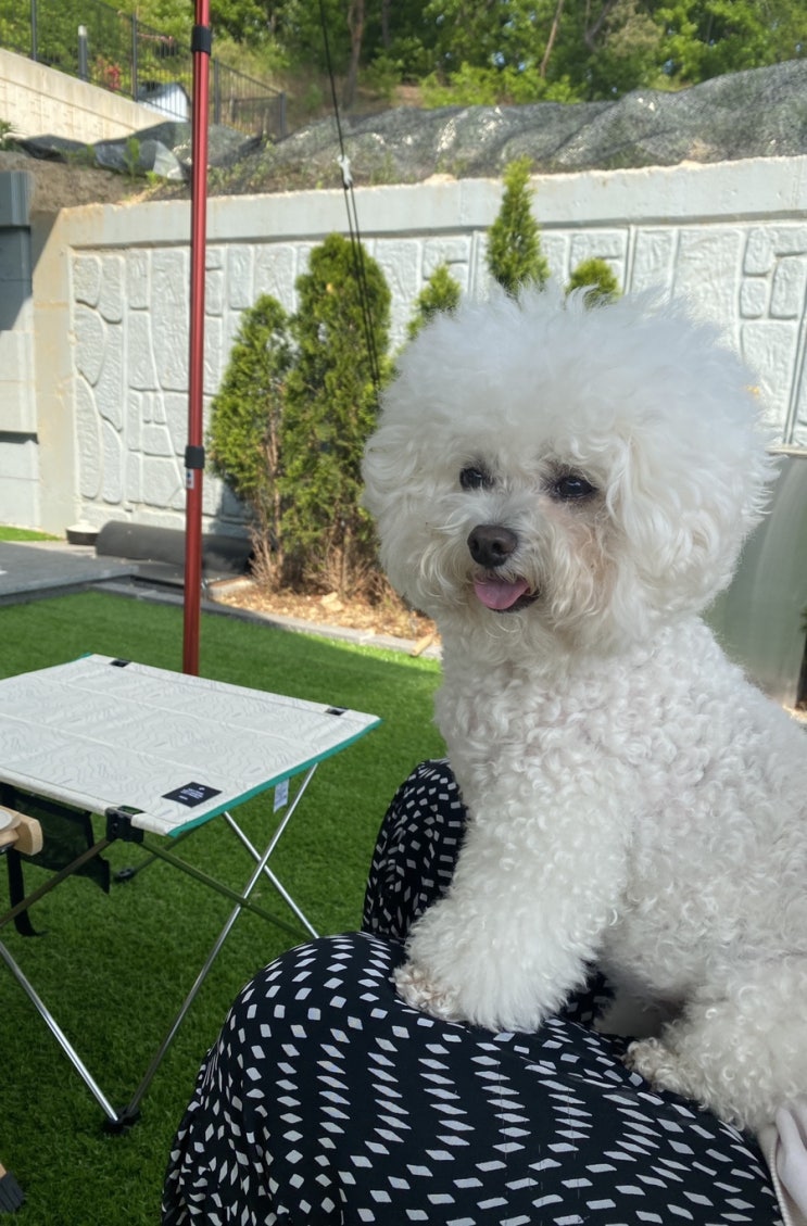  [비숑일기] 비숑 오둥이 일기 - 4