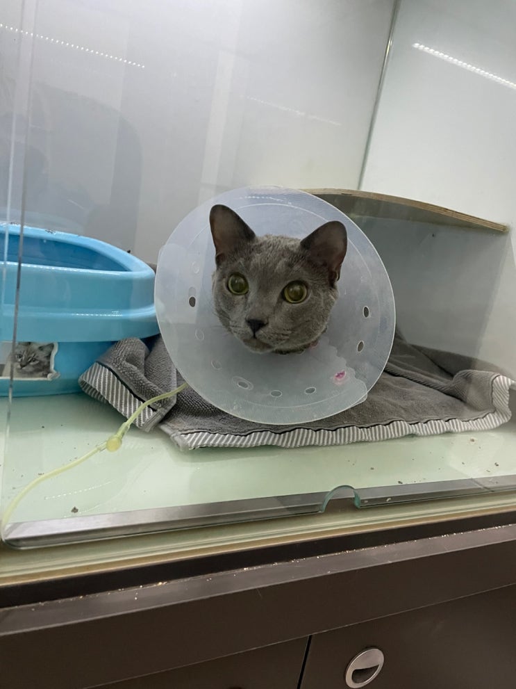 고양이 임신기간 전주 고양이동물병원