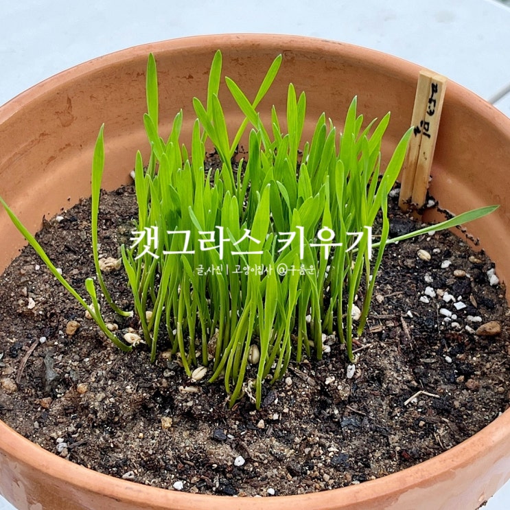  다이소 캣그라스, 캣잎 키우기! (wiht. 밀, 귀리)