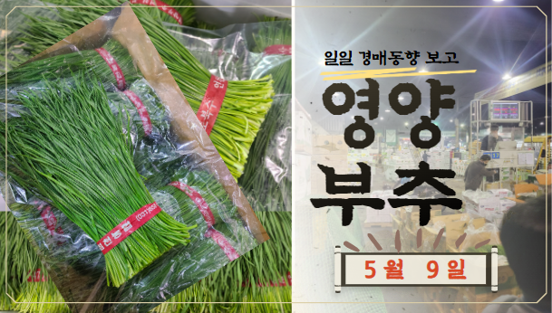 [경매사 일일보고] 가락시장 5월 9일자 "영양부추" 경매동향을 살펴보겠습니다!