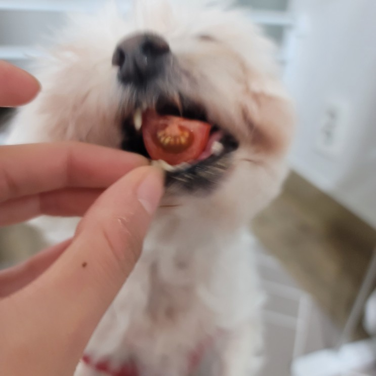 강아지 방울토마토 먹어도 되나요? 효능,급여량, 주의사항