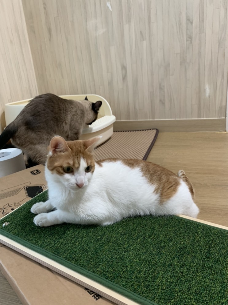 [내돈내산] 높이 조절이 가능한 반려동물 원목 슬라이드 스텝, 까사미코 원목 슬라이드 스텝