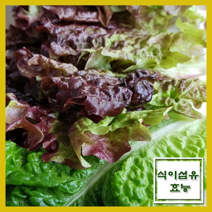 식이섬유 효능