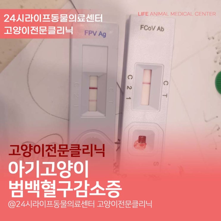 대구 고양이 동물병원 : 고양이 범백 치료, 아기고양이 범백혈구감소증 대구 고양이 동물병원 : 고양이 범백 치료, 아기고양이 범백혈구감소증