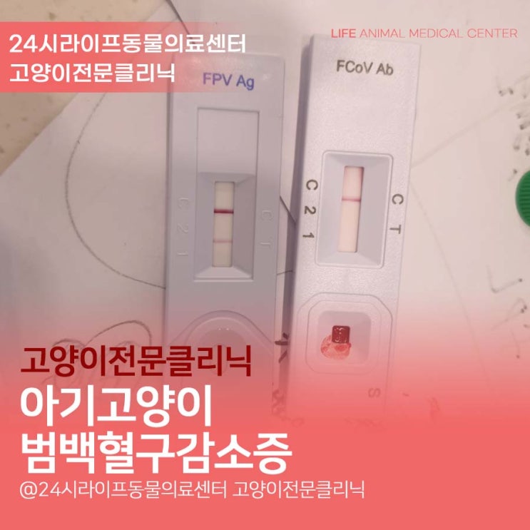 대구 고양이 동물병원 : 고양이 범백 치료, 아기고양이 범백혈구감소증