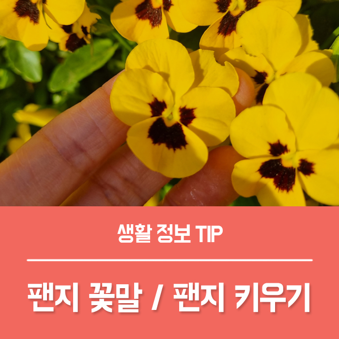  팬지꽃 키우기, 팬지 꽃말 삼색제비꽃 비올라꽃 차이