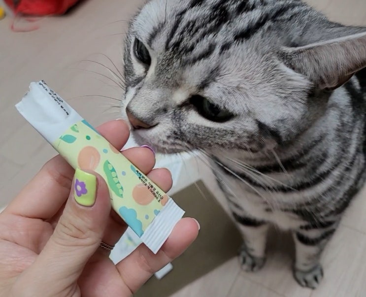 고양이 변비약 바이오펫츠 냥산균 고양이 비듬까지 해결 고양이 변비약 바이오펫츠 냥산균 고양이 비듬까지 해결
