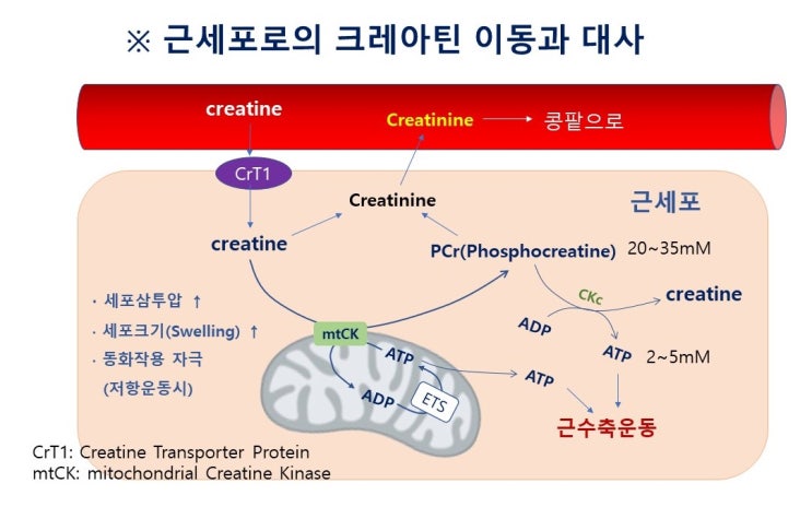  크레아틴(creatin)보충제효과(근비대,근력,순발력)와 섭취방법,인터벌훈련, 순발력훈련