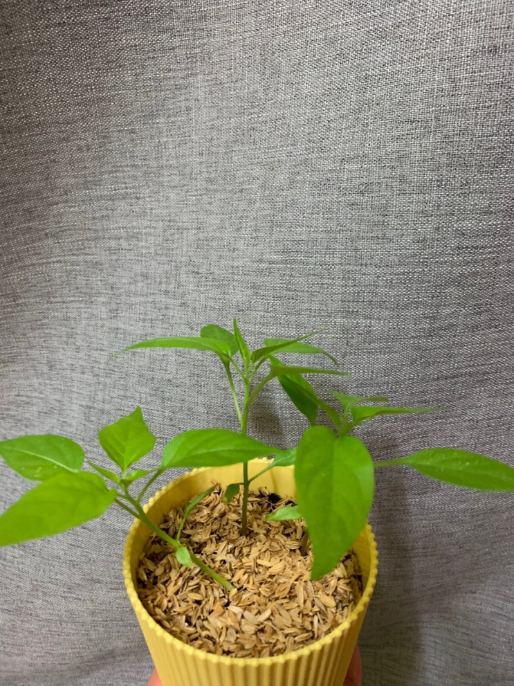  페페론치노 키우기-02