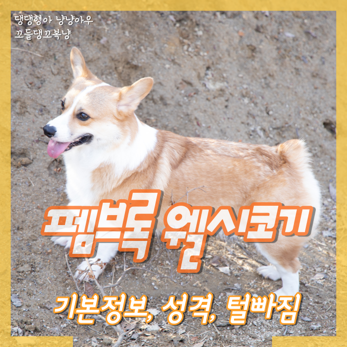  펨브록 웰시코기 기본정보, 성격과 털빠짐