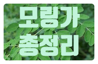  모링가잎 분말 효능 부작용 먹는방법 구입방법