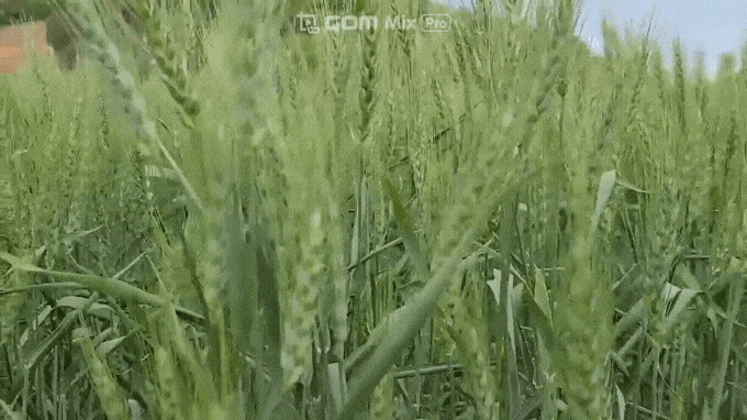  안산 대부도가볼만한곳 / 구봉도낙조전망대, 대부해양관광본부의  청보리밭과 유채꽃~^^