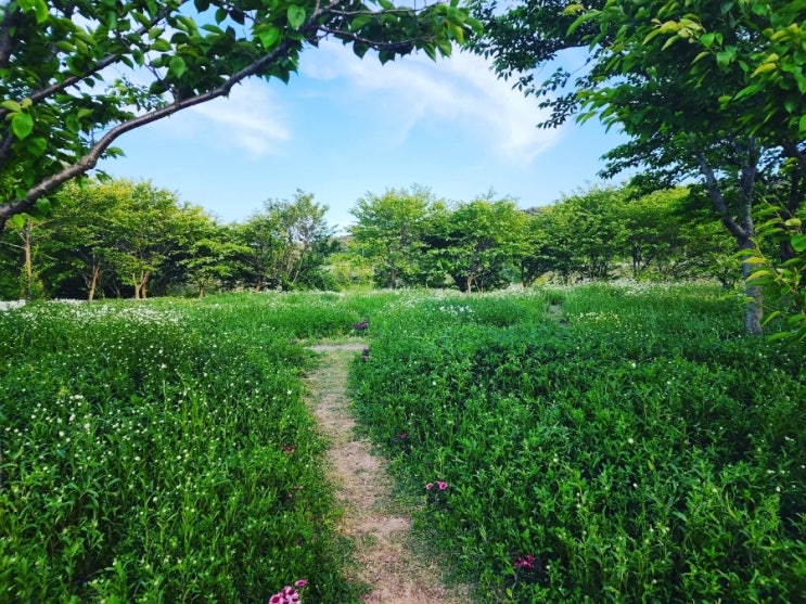 [부안 가볼만 한 곳]변산마실길 데이지 개화현황-채석강 코스