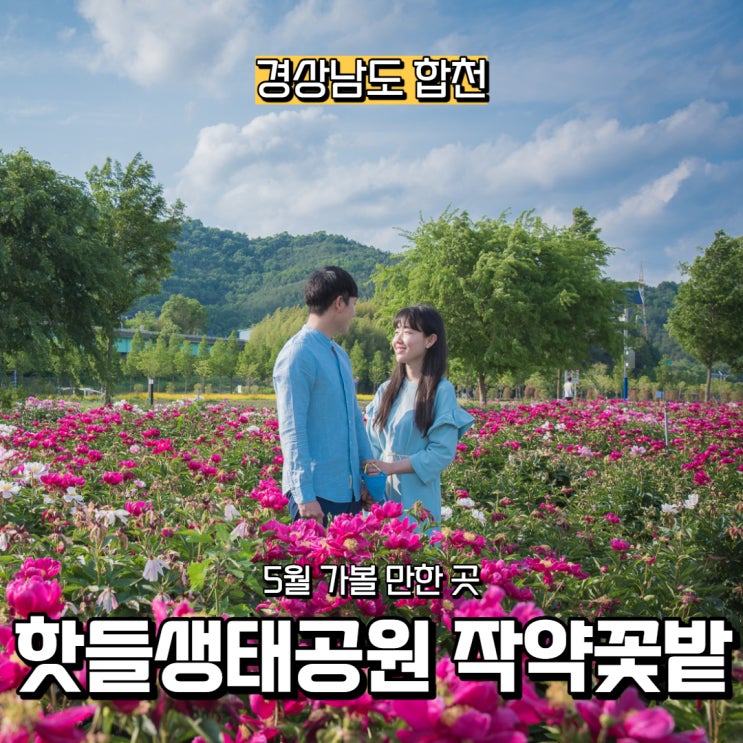  [경상남도] 합천 5월 가볼 만한 곳, 핫들생태공원 작약 보러 오세요!
