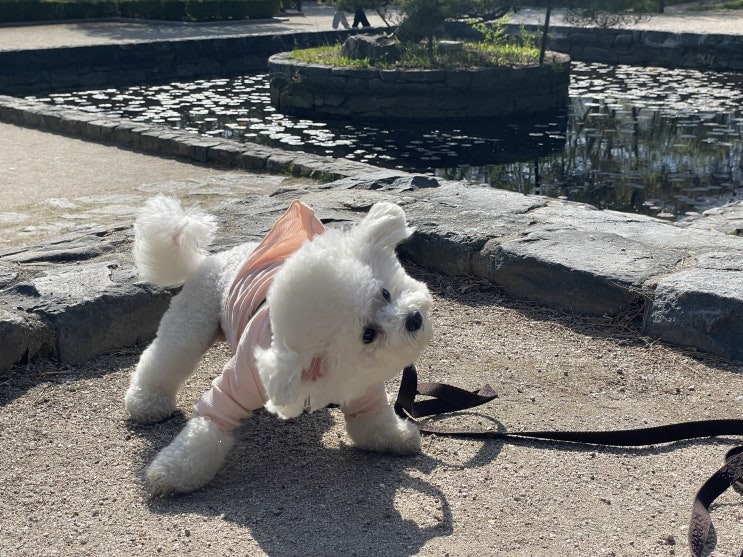  강아지 뒷발차기 하는 이유는? (강아지 행동 분석)