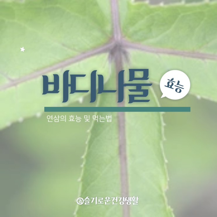  바디나물 연삼 효능