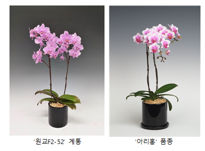집 꾸미기에 딱 좋은 소형 ‘팔레놉시스’ 선보여_농촌진흥청 집 꾸미기에 딱 좋은 소형 ‘팔레놉시스’ 선보여_농촌진흥청