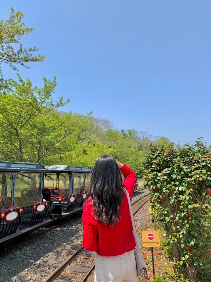  제주 동쪽 여행지 추천 / 에코랜드 사려니숲길 (입장료 주차)