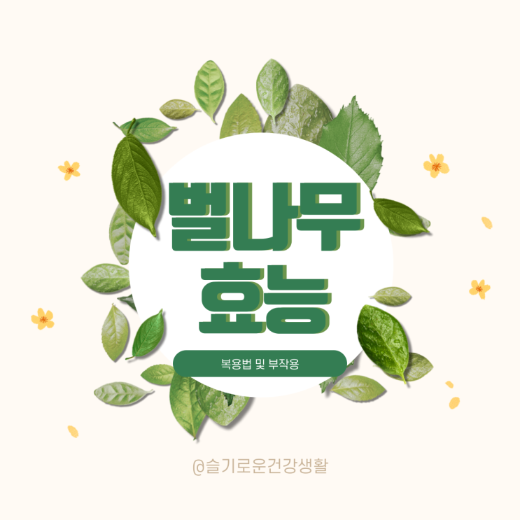  벌나무효능 복용법 부작용