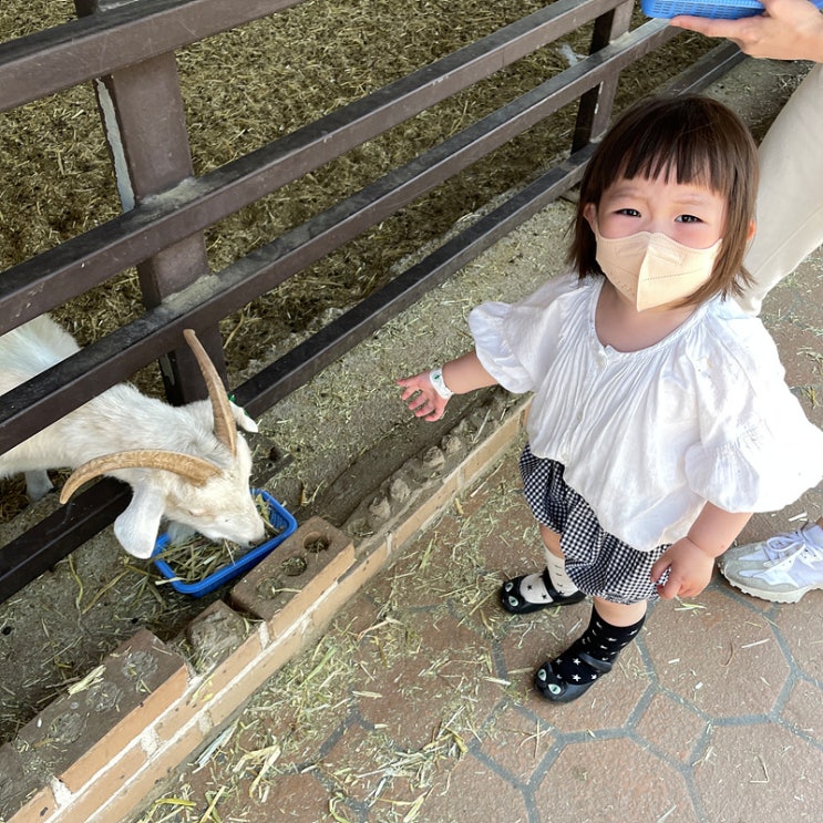 [안성]안성팜랜드 (눈치게임 실패한 어린이날 방문기 ^^^*)