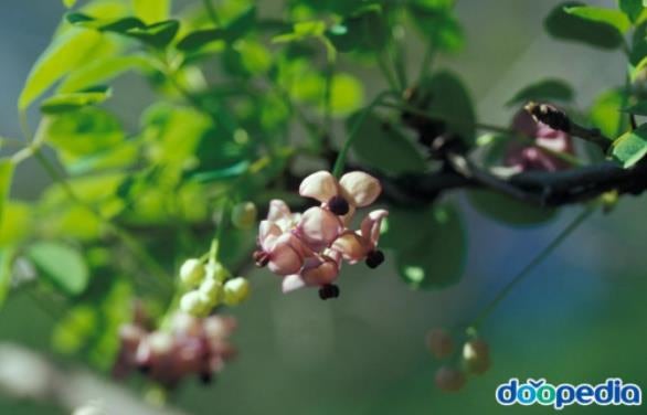 으름 효능과 맛 먹는법 (열매,나무,꽃) : 네이버 블로그