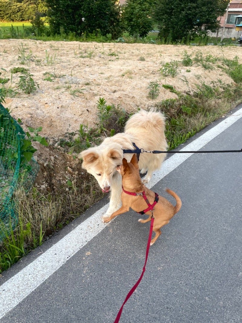 개 강아지 꿈 해몽 뜻 풀이 알아보기