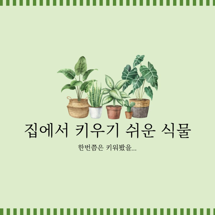   집에서 키우기 쉬운 식물 