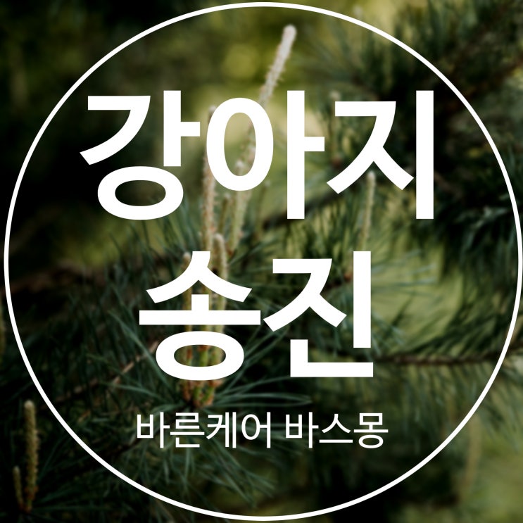  강아지  발바닥 송진