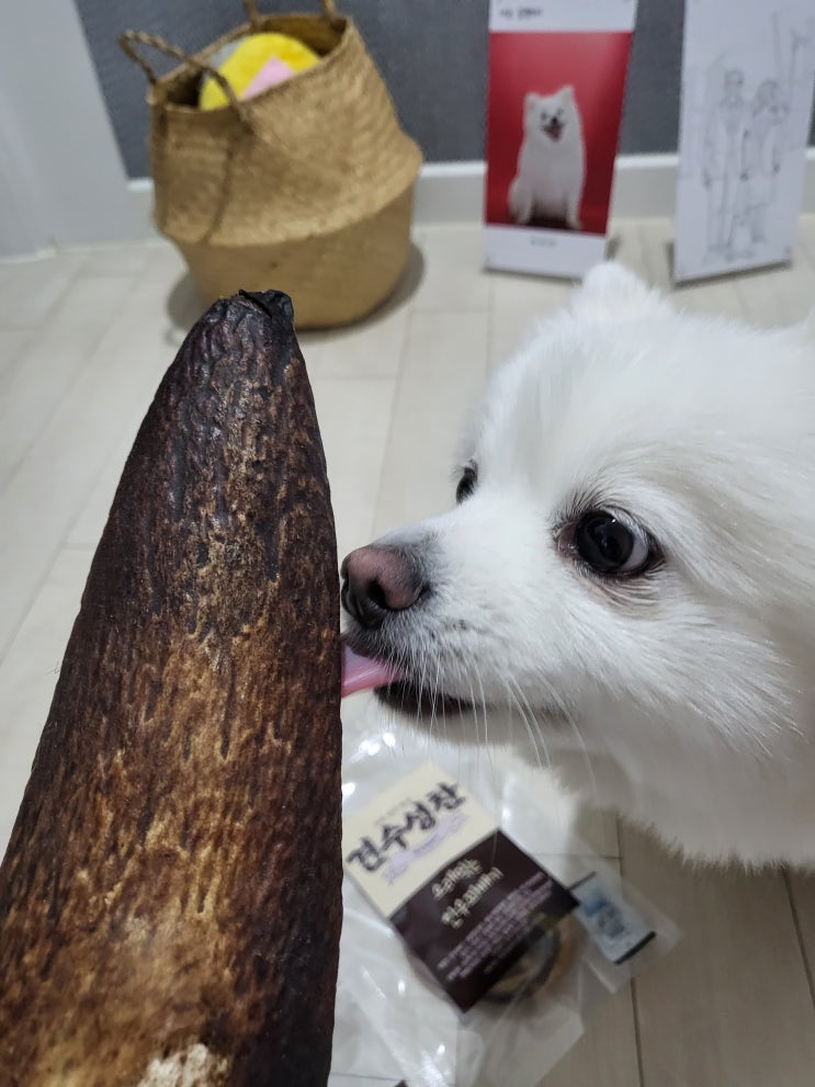  견수성찬 - 내돈내산으로 반려견 간식 대접 / 건강은 물론 반려견이 좋아하고 오래먹는 뼈 간식
