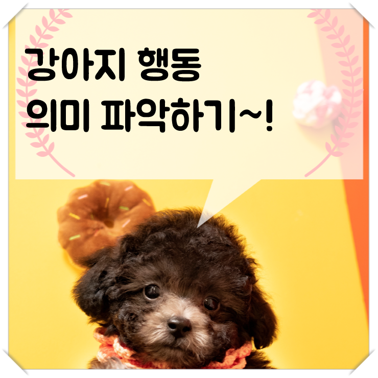  강아지 행동의 의미~