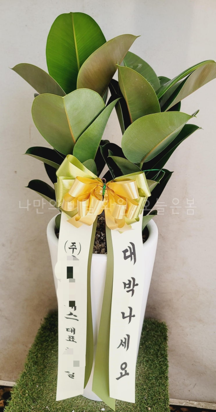  오늘은봄 광주꽃배달 광산구 운수동 월계동 월곡동 꽃집 당일전국꽃배달 인도고무나무 공기정화식물 광주화분배달