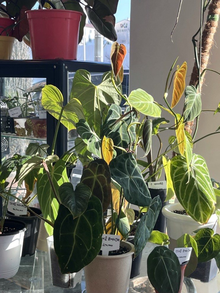 [카페/발산] 오솔 식물 카페 : 꽃과 나무와 커피와 마카롱이 기다리는 도시 정원