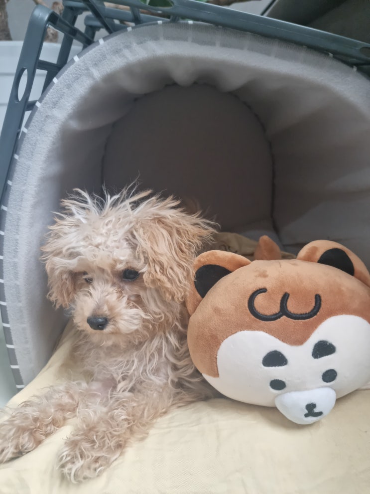 래핑찰리 강아지 분리불안 완화 허그찰리 애착인형