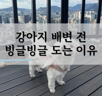  강아지 배변 전 빙글빙글 도는 이유는 무엇일까요?