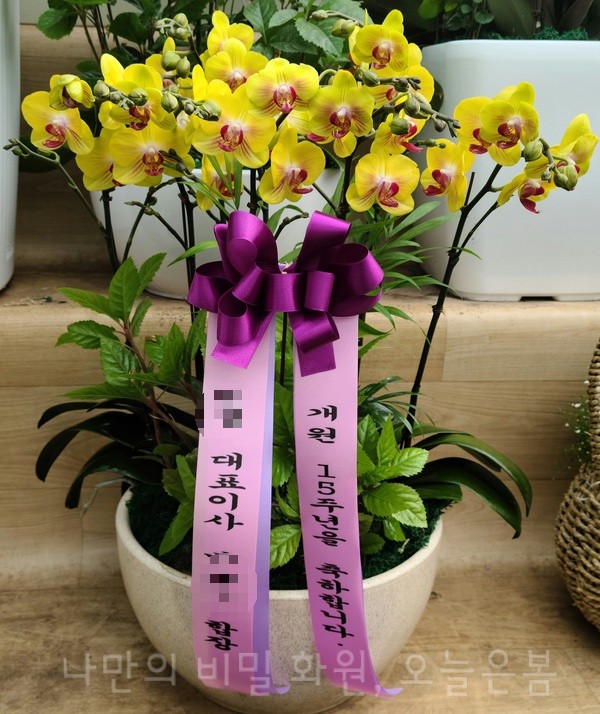  오늘은봄 수원꽃배달 장안구 율전동 천천동 영화동 꽃집 당일전국꽃배달 서양란 호접란 수원화분배달 키우기쉬운식물 개원선물 찾으시나요