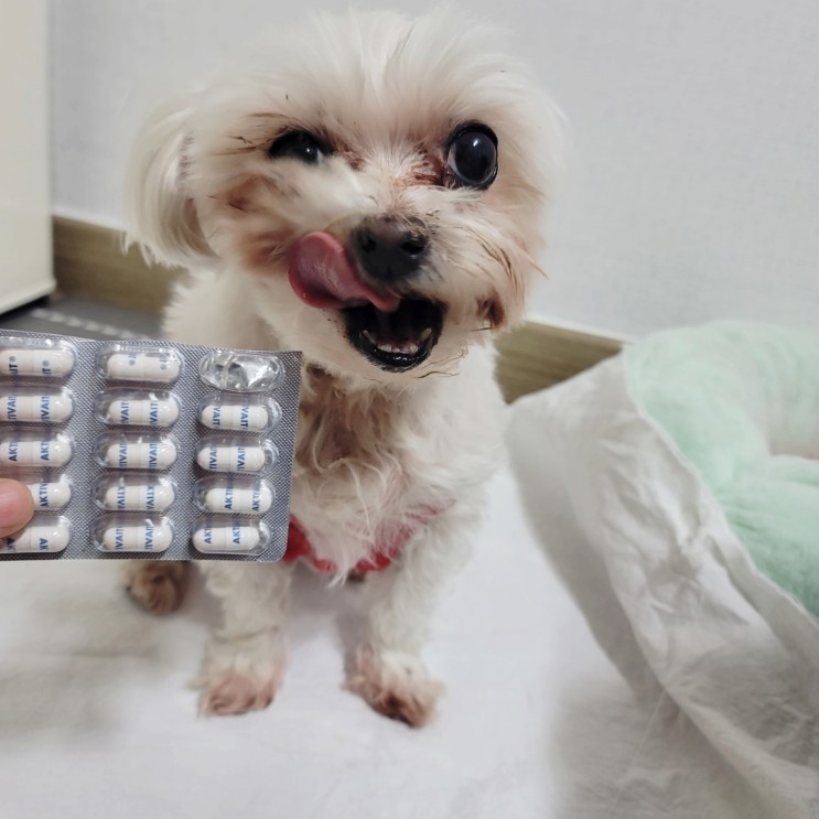 강아지치매예방영양제, 노견에게 필수 항상화제 액티베이트