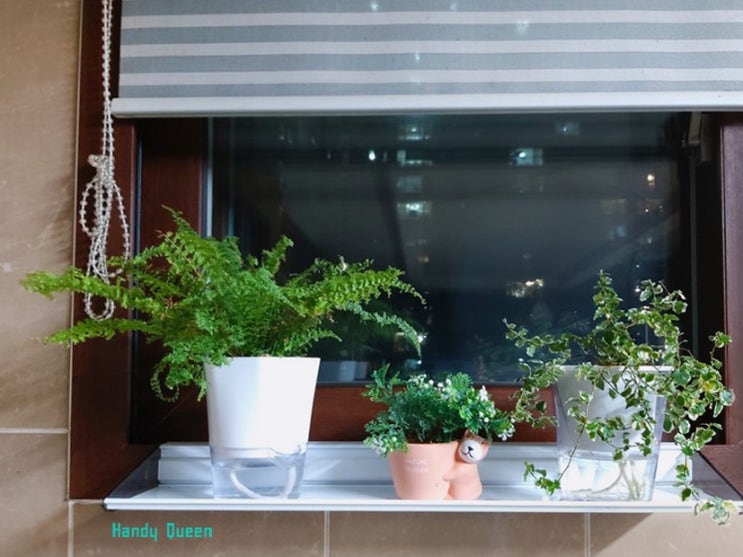 창틀 식물선반 플랜테리어 / 창문을 열고 닫을 수 있고 설치하기 쉬운 내돈내산 웰렉스 창틀 화분선반 / 주방 식물인테리어