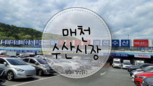  내돈내산) 회 가성비의 끝판왕 매천 수산시장