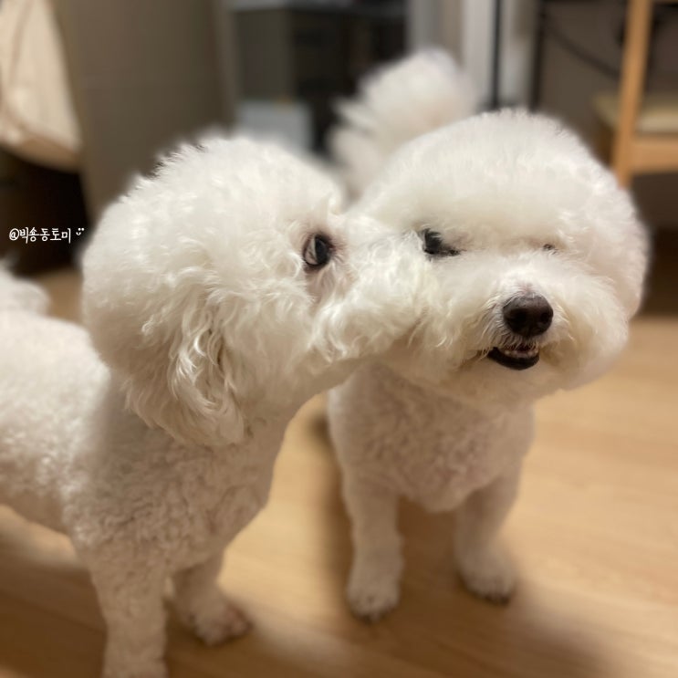  미용할때 강아지수염 잘라도 될까요?
