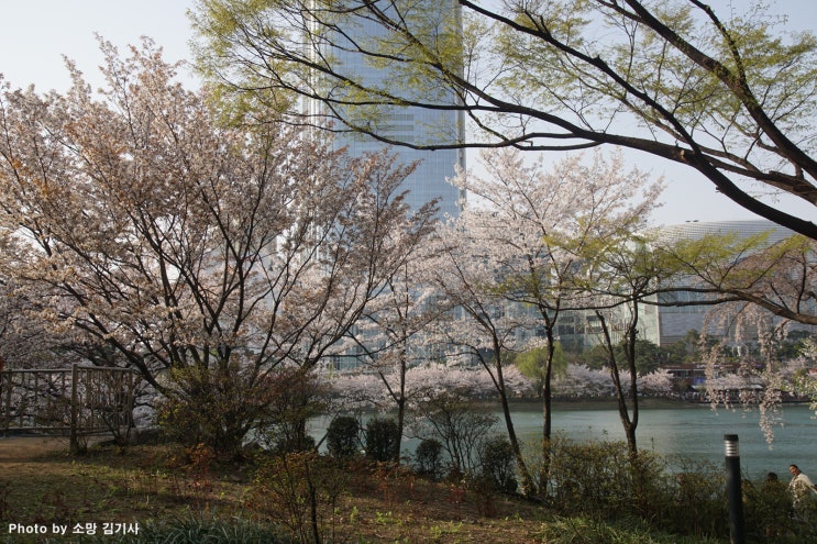 서울 송파구의 벚꽃 나들이(잠실 석촌호수, 장지천 가든파이브, 문정근린공원)