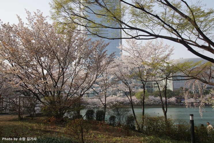  서울 송파구의 벚꽃 나들이(잠실 석촌호수, 장지천 가든파이브, 문정근린공원)