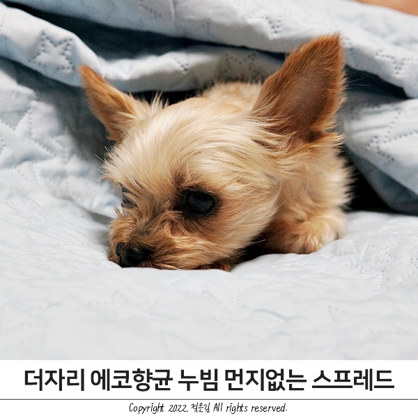 간절기이불 더자리 누빔 먼지없는 스프레드 덮기도 하고 깔기도 하고!