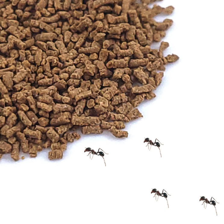 편하게 개미약으로 집개미 퇴치하는 방법