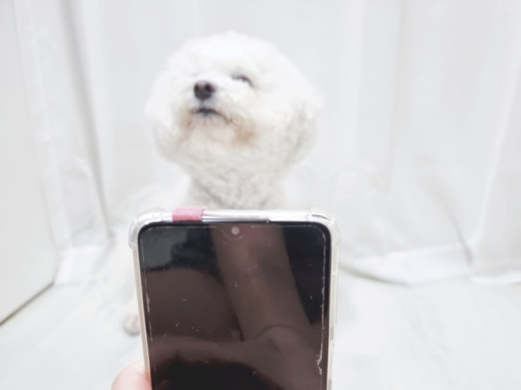 스마트폰 카메라를 싫어하는 강아지, 왜?