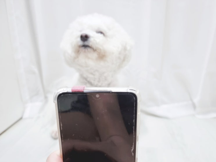  스마트폰 카메라를 싫어하는 강아지, 왜?