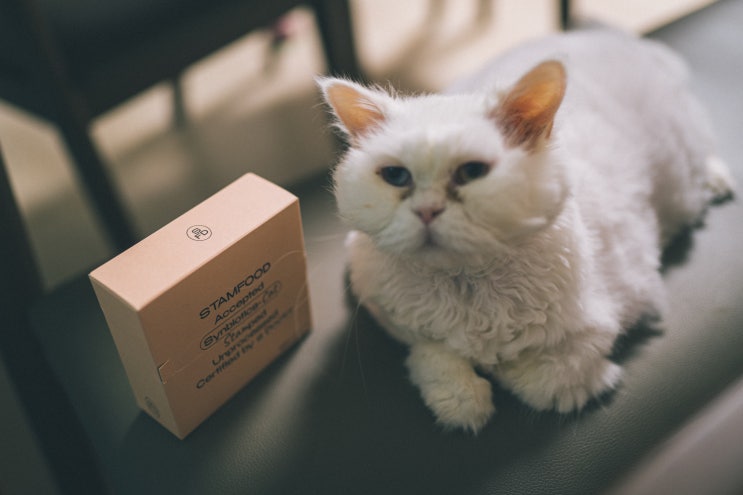  스탬푸드 고양이 영양제 유산균을 먹이기 시작했어요