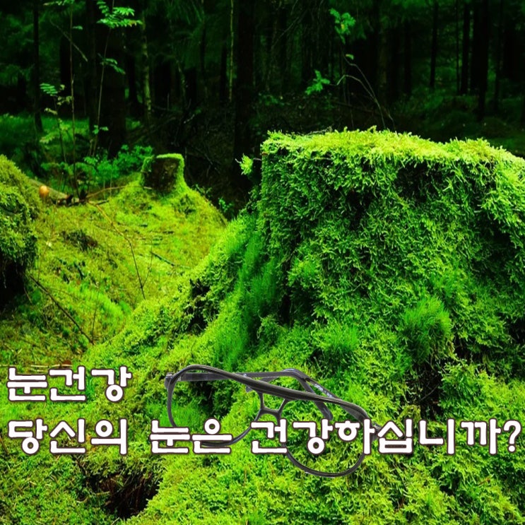  노안, 눈 건강 지키는 방법, 눈에 좋은 약초